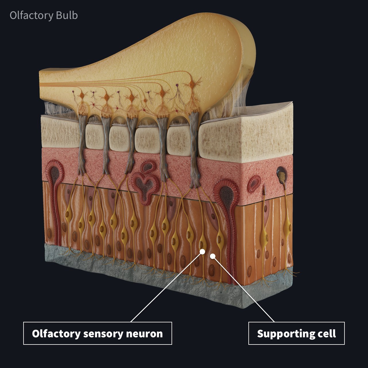 Olfactory Bulb