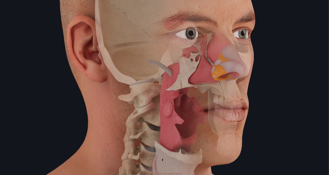 Loss of smell and COVID-19: explained