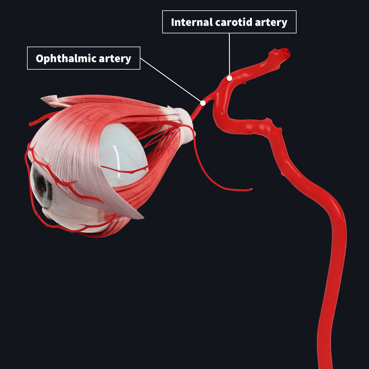 Anatomical Structures Of The Eye Structure Of The Eyeball Vascular ...