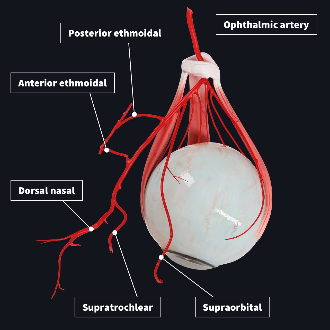 Vasculature Of The Eye Complete Anatomy