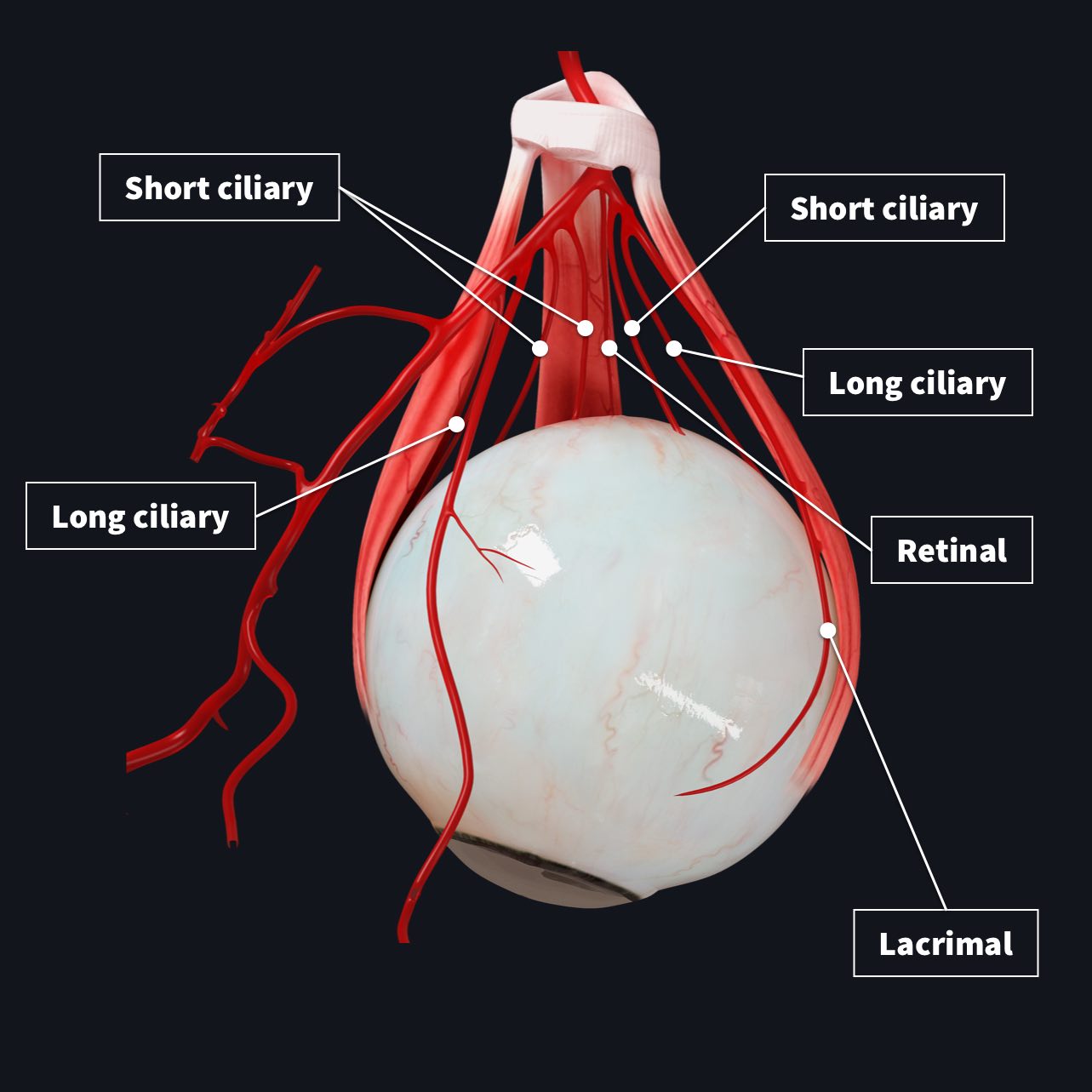 Vasculature of the eye Complete Anatomy