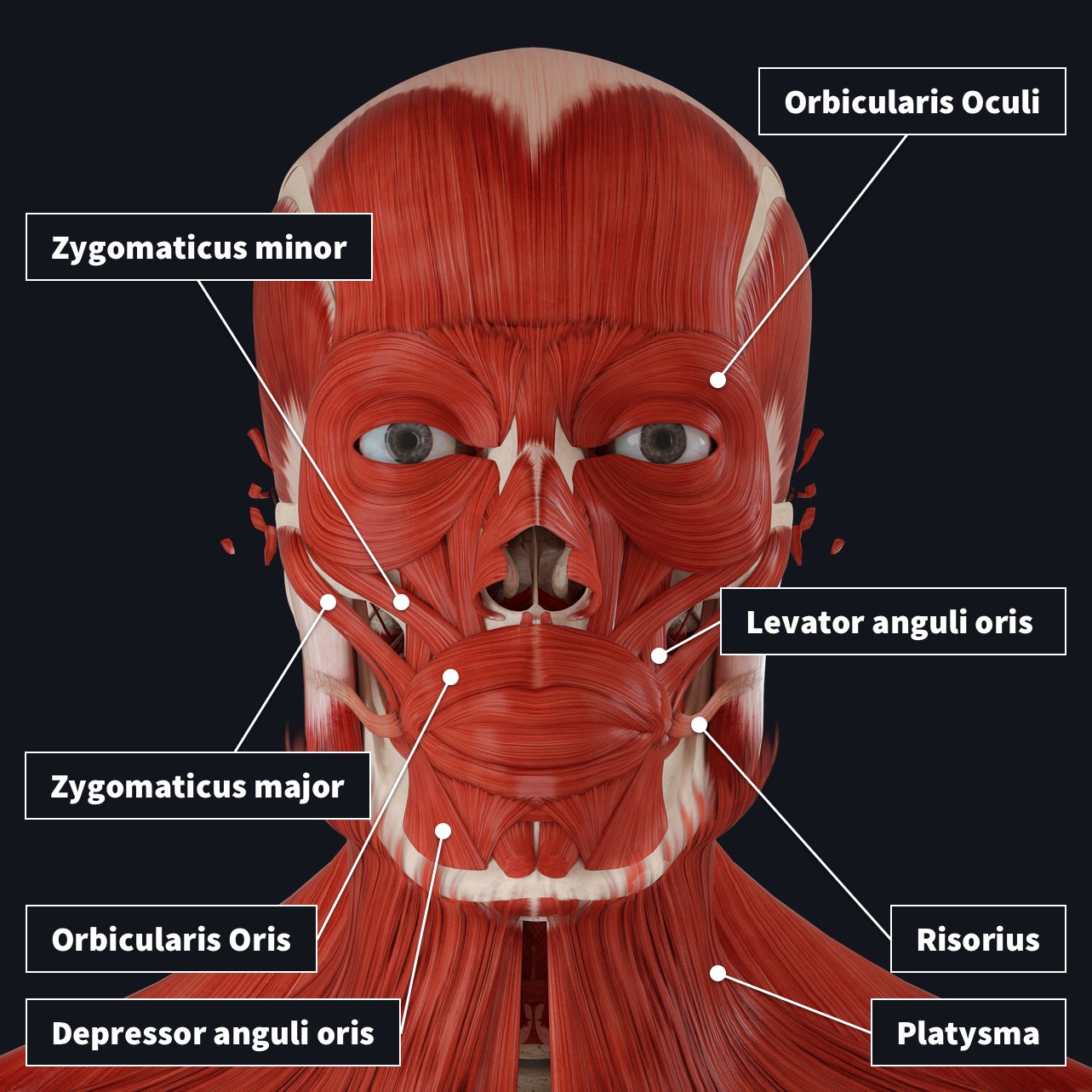 Face muscles with the orbital muscles labelled