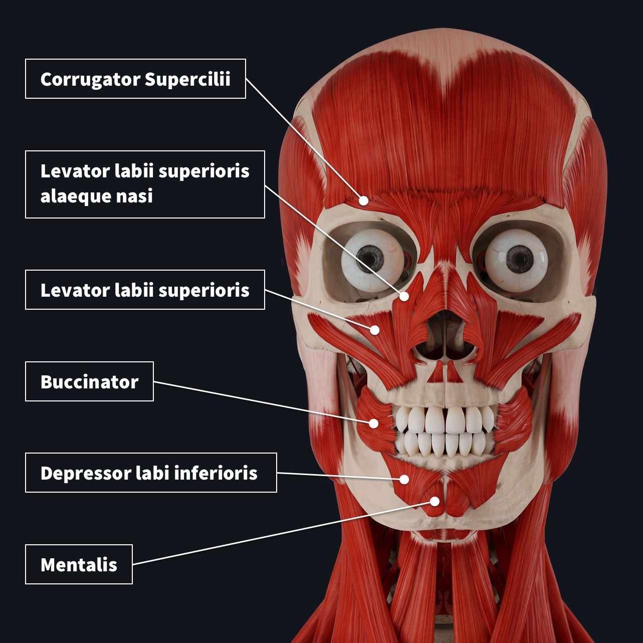 Face muscles with the oral muscles labelled