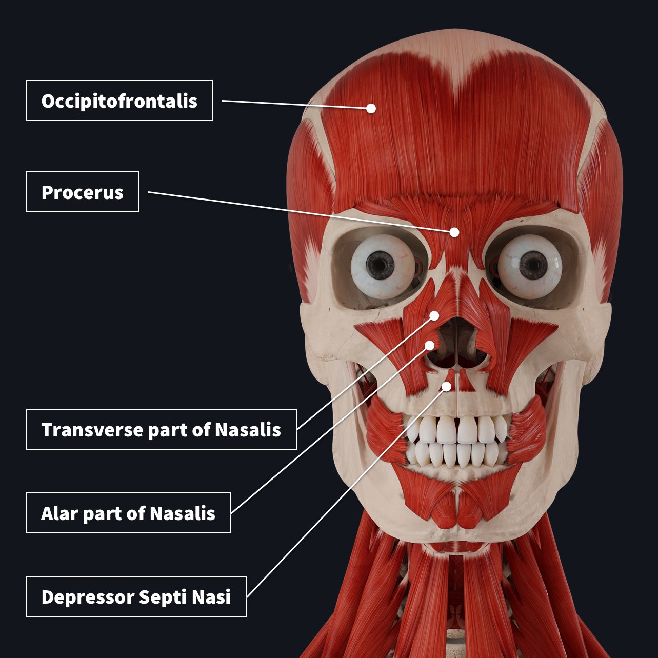 Face muscles with the nasal muscles labelled