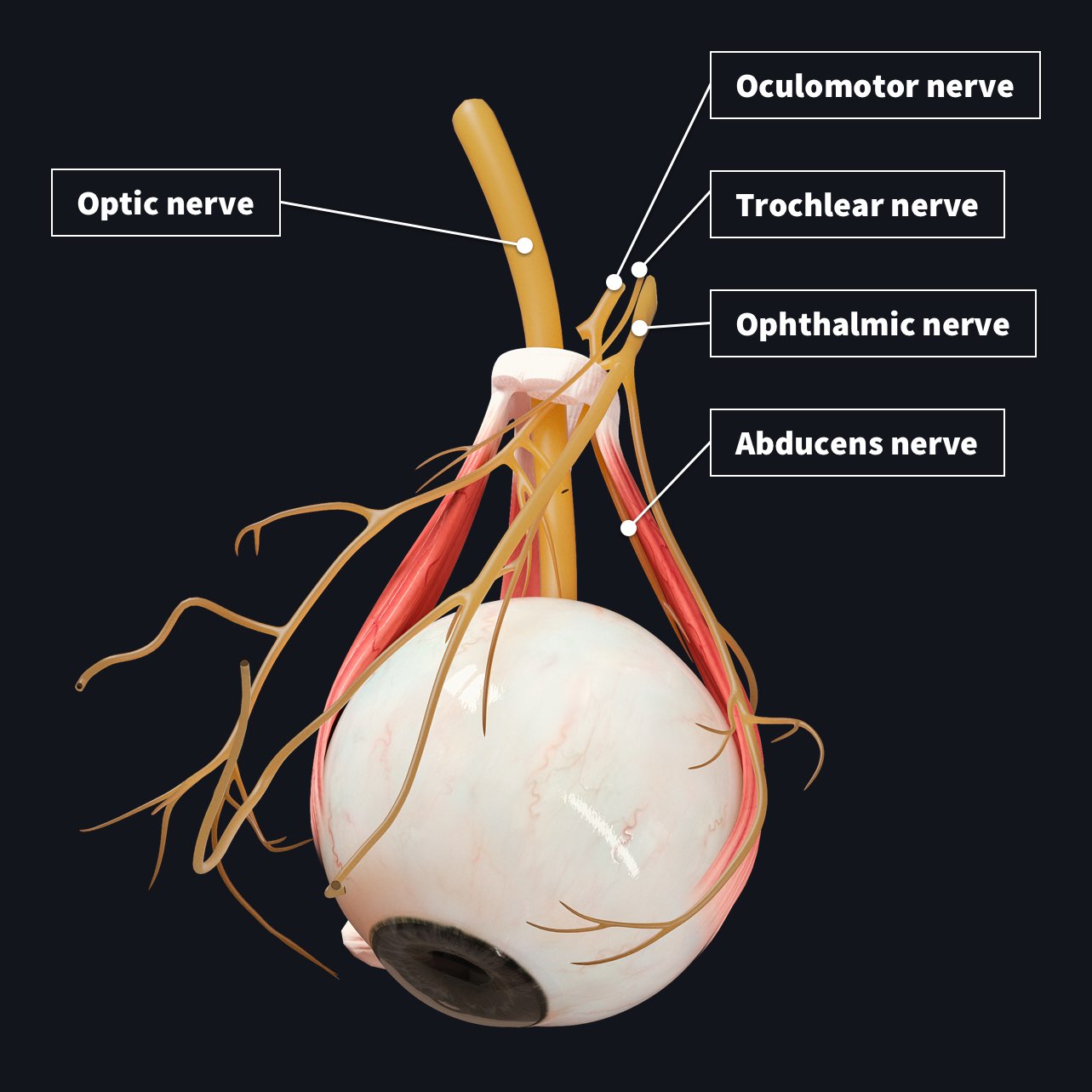 The nerves that innervate the eye with the optic nerve, oculomotor nerve, trochlear nerve, ophthalmic nerve and abducens nerve labelled