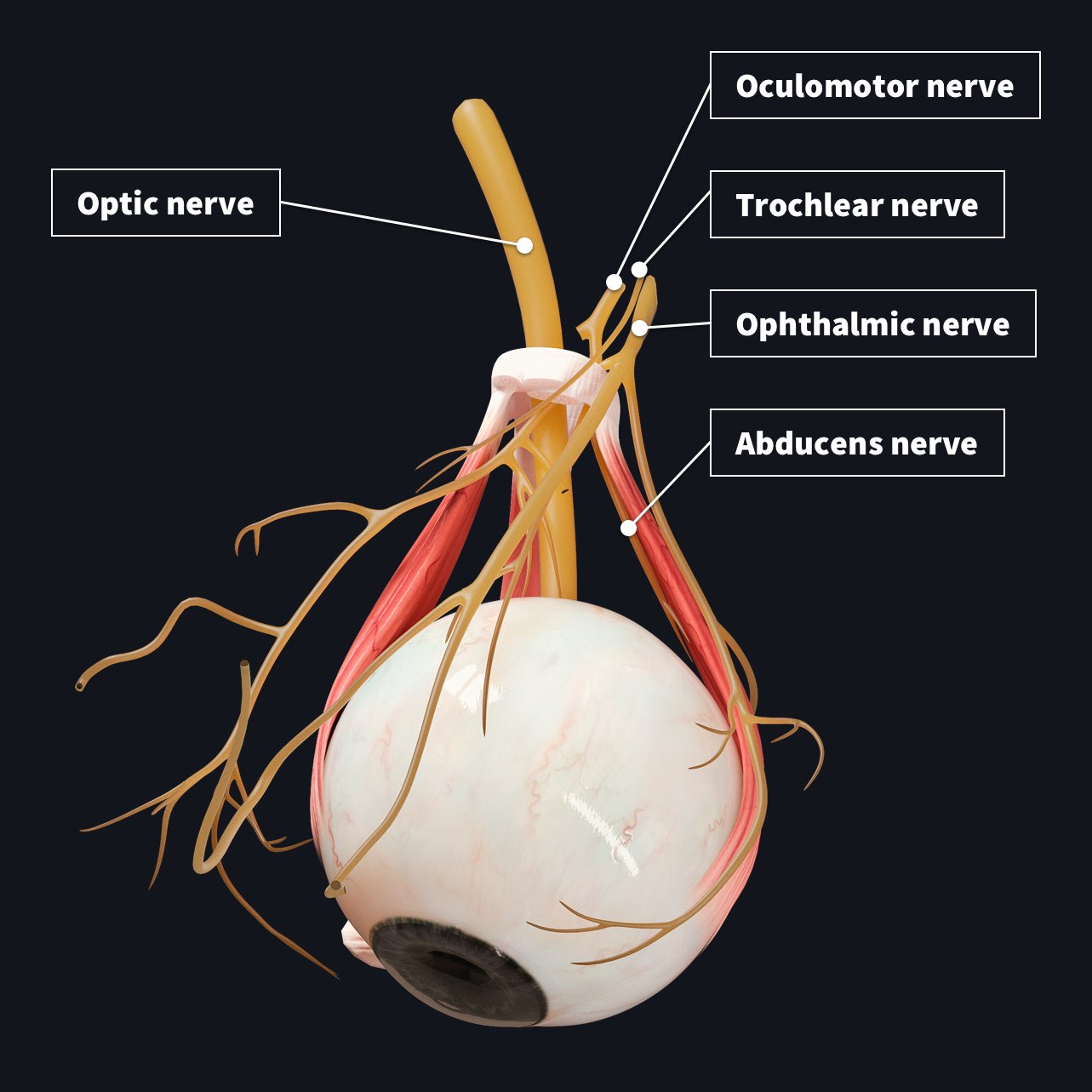 innervation-of-the-eye-complete-anatomy