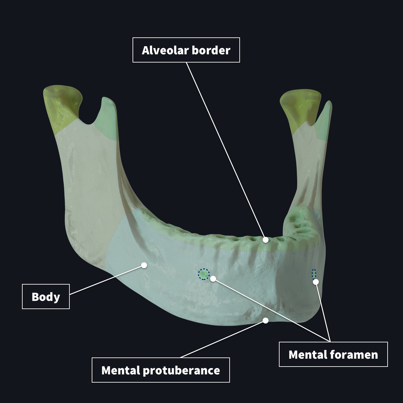 mandible