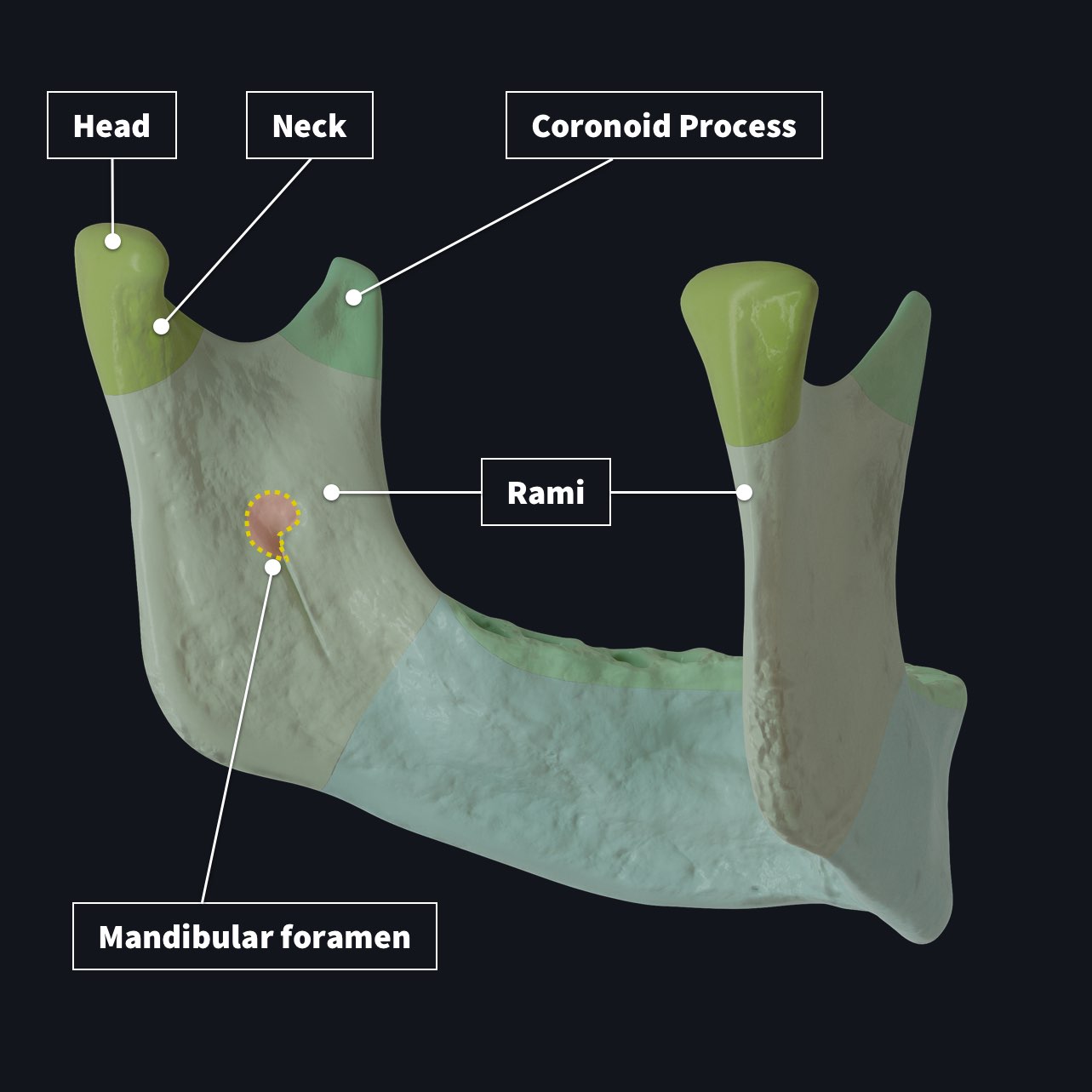 mandible