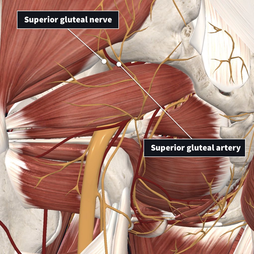 Superior nerve and artery