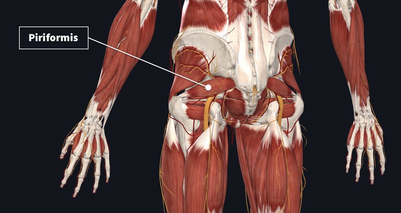 Innervation and arterial supply of the piriformis