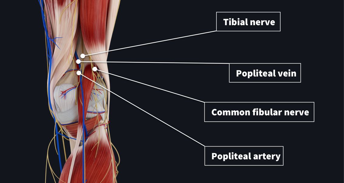 The Popliteal Fossa