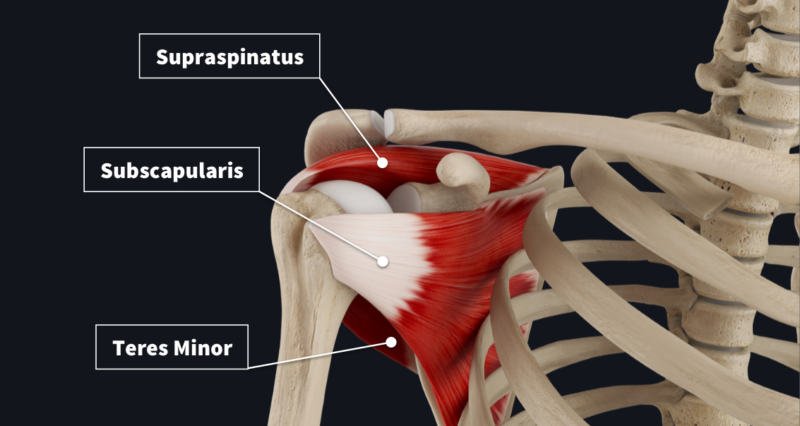 An anterior view of the muscles of the rotator cuff including the Supraspinatus, Subscapularis and Teres Minor muscles