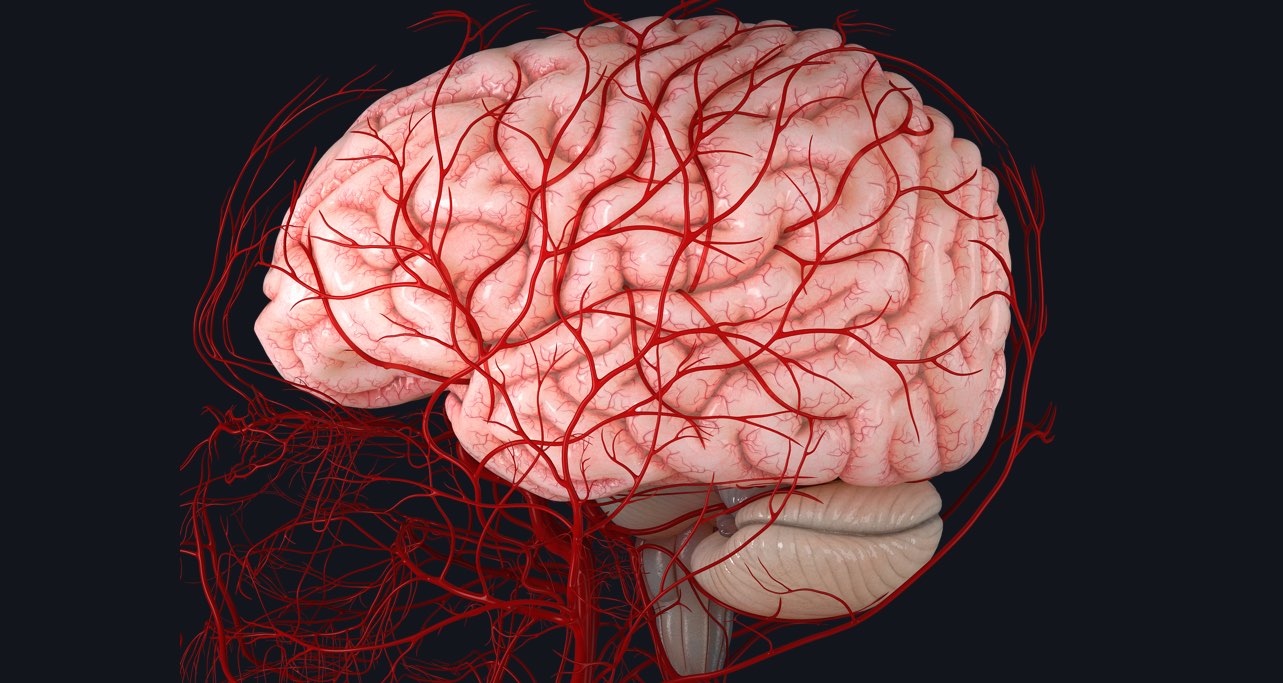 Blood supply to the brain