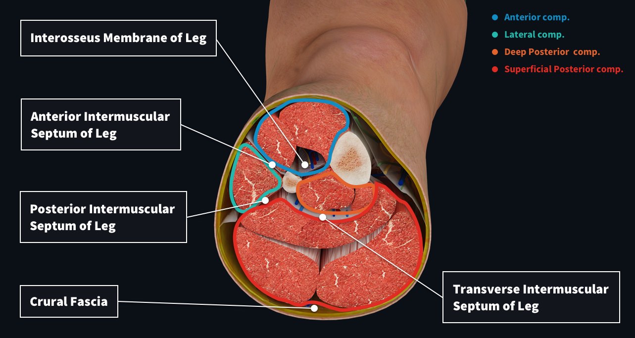 Muscle compartments of the leg