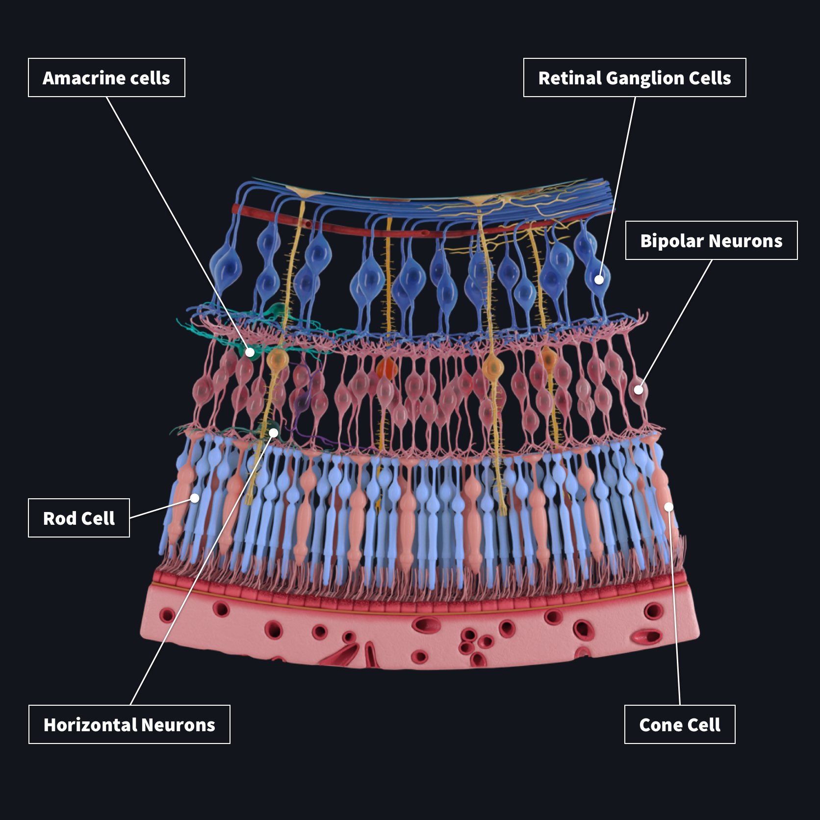 retinal layers