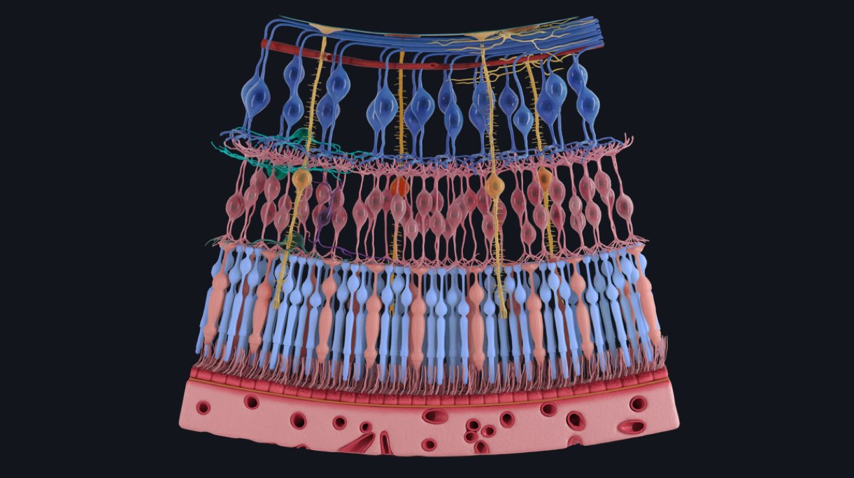 SNEAK PREVIEW: Retinal Layers