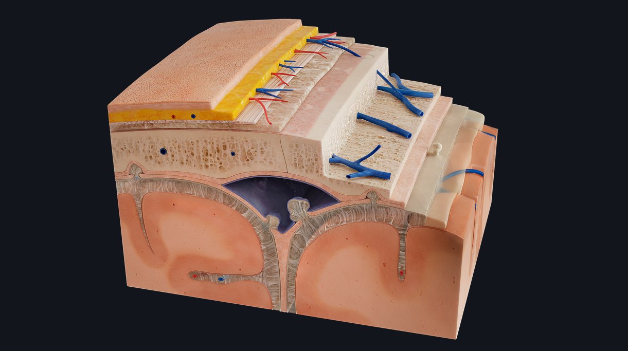 SNEAK PREVIEW: Scalp & Meninges detailed model