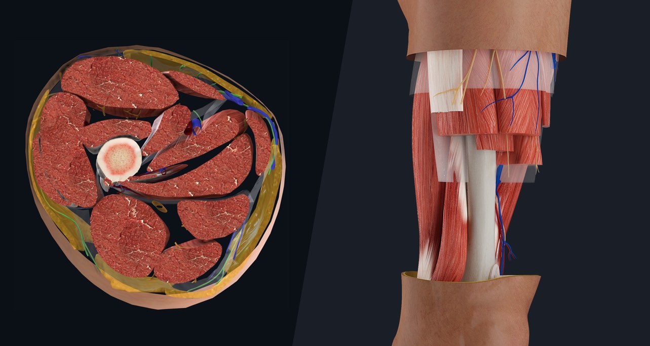 Muscle compartments of the Thigh