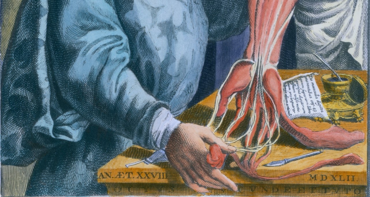 Andreas Vesalius – The father of modern anatomy