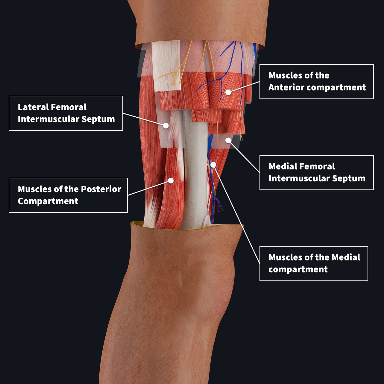 compartments of the thigh