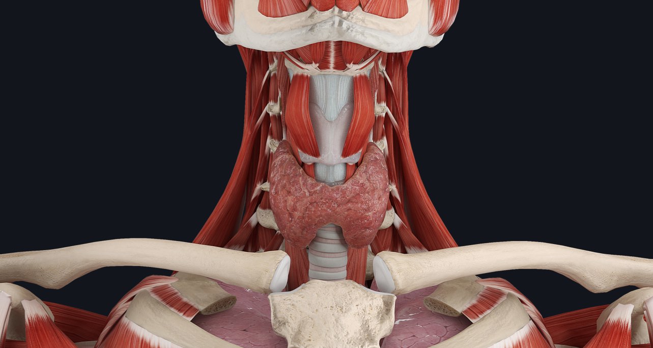 Anatomy of the thyroid