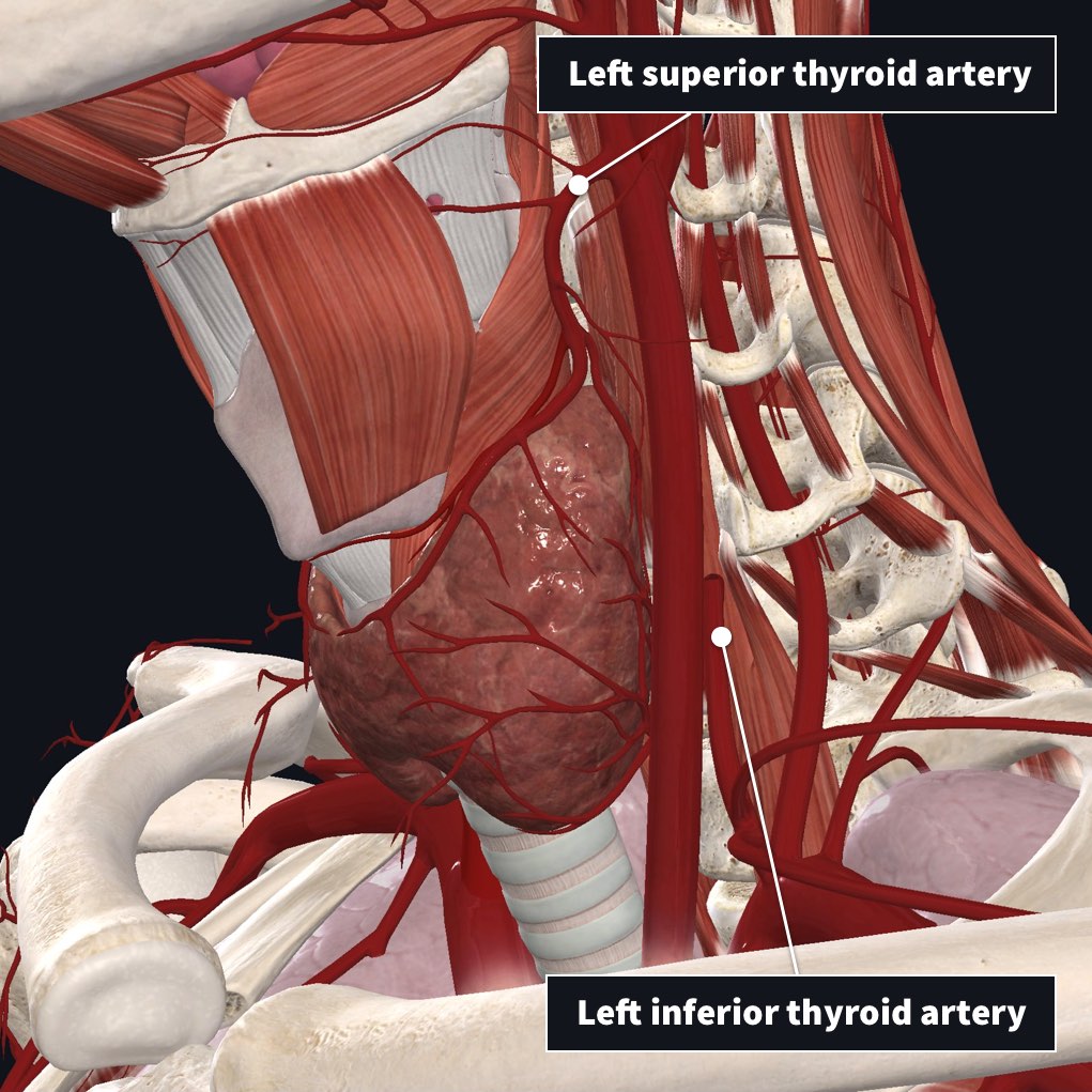 thyroid