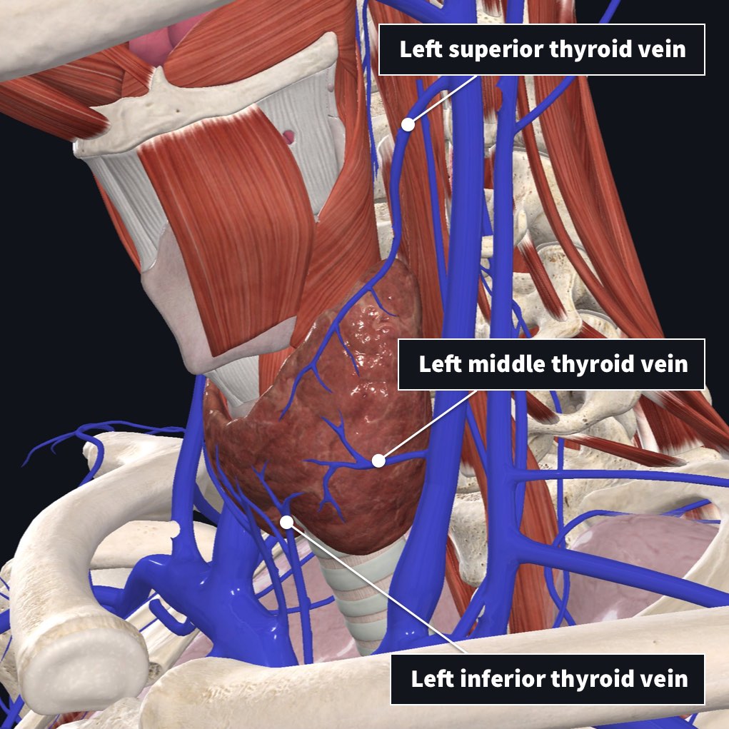 thyroid