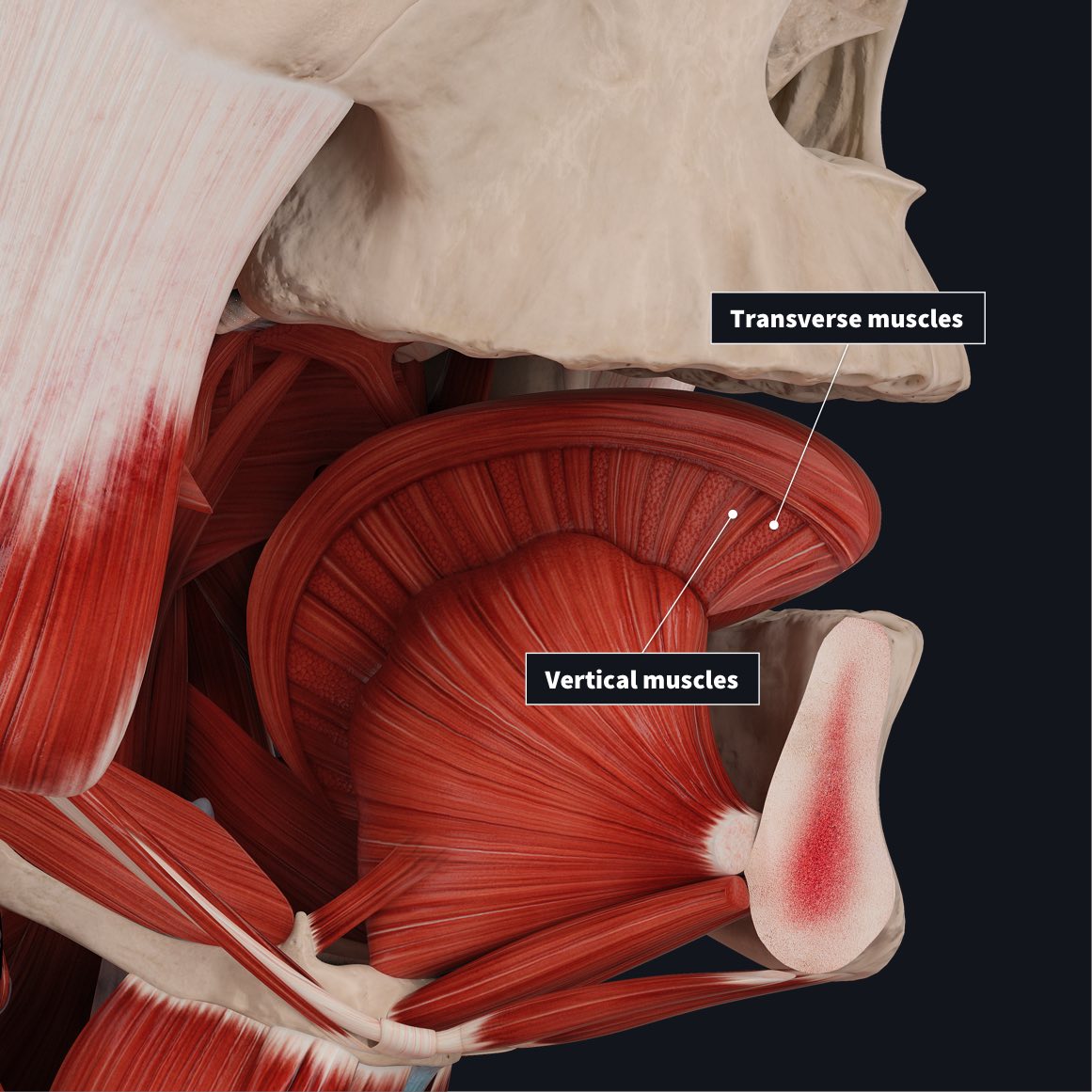 Intrinsic tongue muscles with Transverse muscles and Vertical muscles labelled