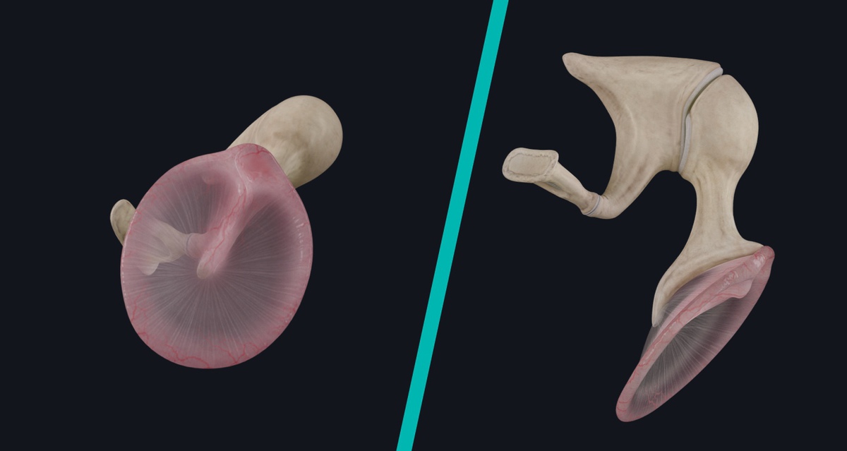 The tympanic membrane